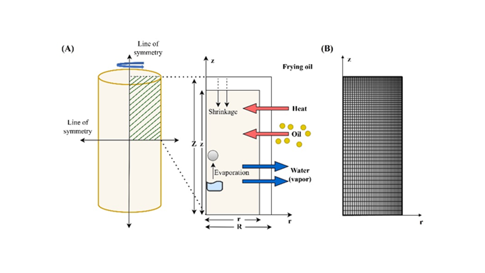 Hybrid Mixture Theory-Based Modeling of Unsaturated Transport in a Deforming Porous Food Matrix During Frying