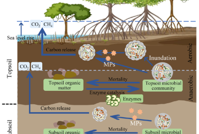 Soil Webinar Image
