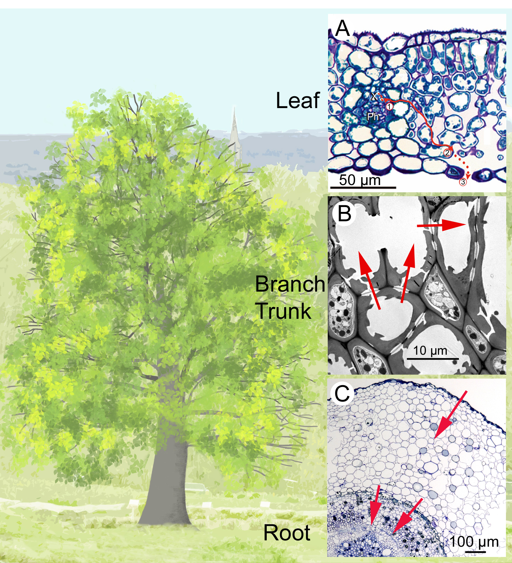 The role of pores for water transport in plants