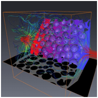21 - Research Spotlight From 3D images to simulations, practical issues and software tools