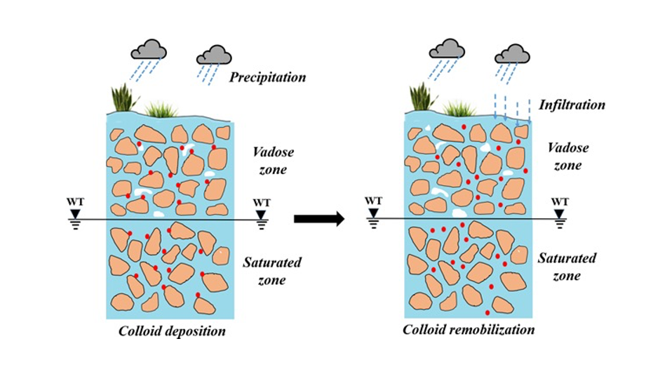 Krishna 2024 - Synergistic Effects of Temporal Variations in Flow and Chemistry on Colloid Retention and Remobilization in Saturated Porous Media